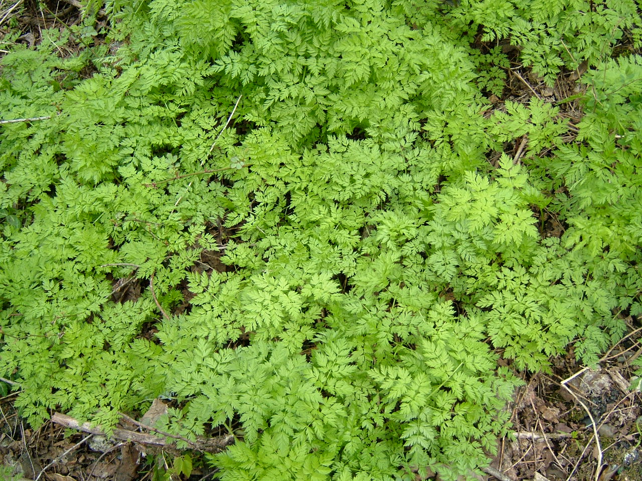 旧 ちいさなキッチンガーデン 木の芽 あけびの芽 のおひたし